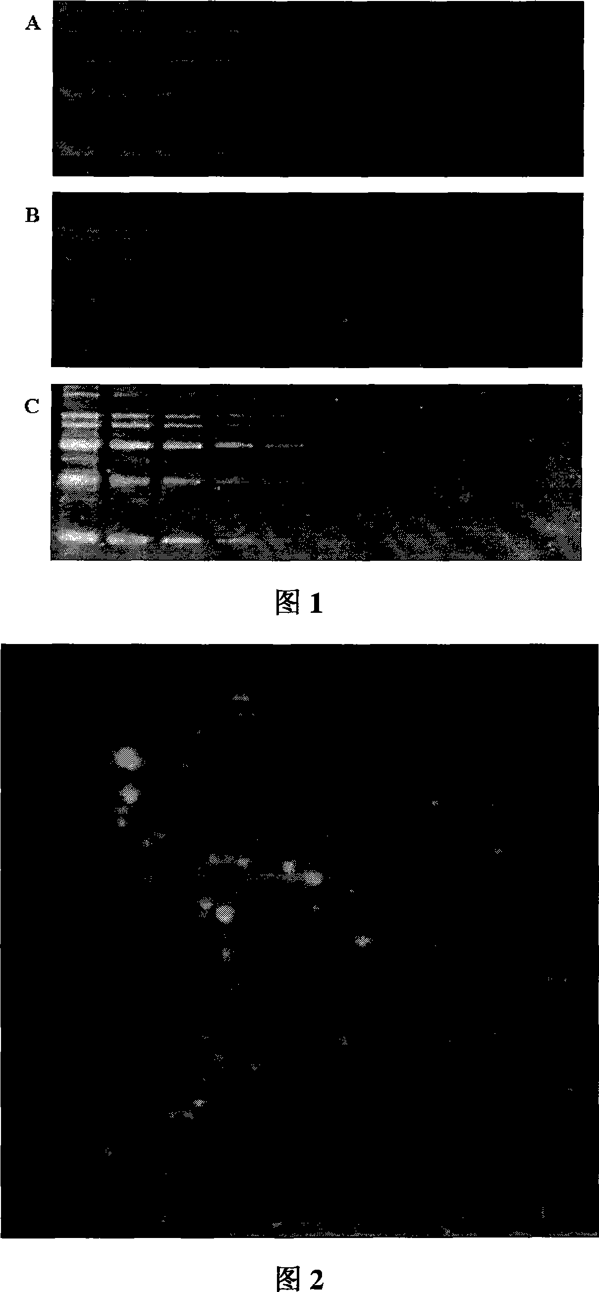 Application of berberine and its derivates in protein fluorescent detecting