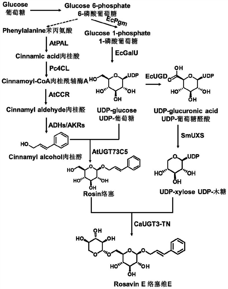 Sugar chain elongation glycosyltransferase mutant and its coding gene as well as genetically engineered bacteria and their application