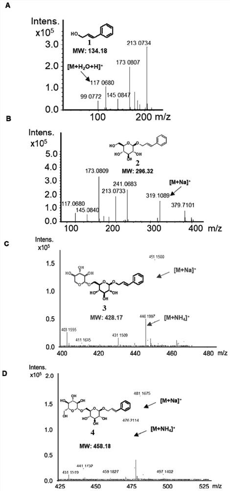 Sugar chain elongation glycosyltransferase mutant and its coding gene as well as genetically engineered bacteria and their application