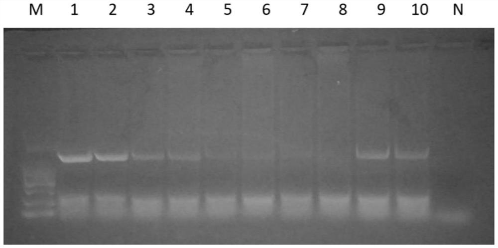 Method for selectively removing host nucleic acid in liquid biological sample