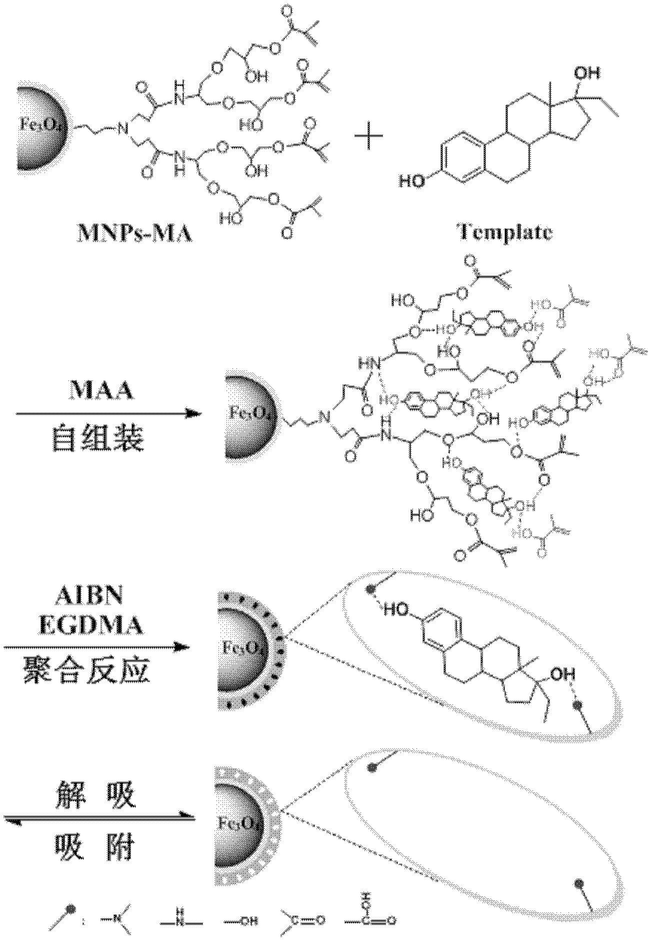 Preparation method of magnetic beads of dendritic molecular imprinting polymer on surface of estrogenic nano silica gel