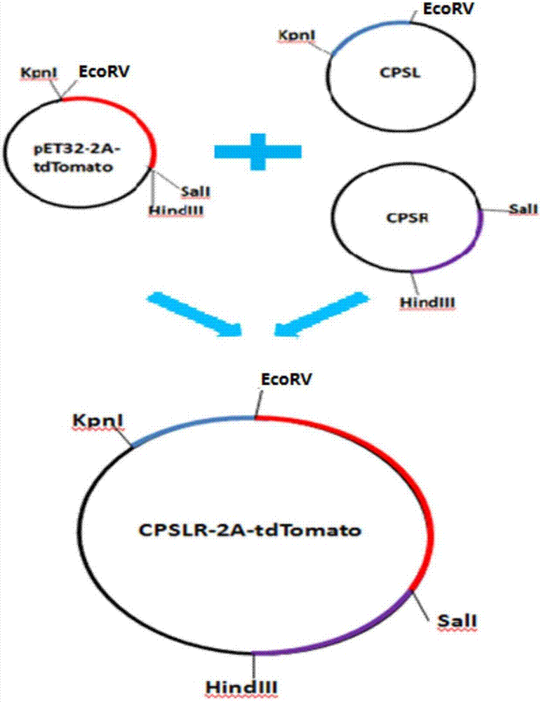 CPS1 reporter gene human liver cell line, construction method hereof and applications thereof