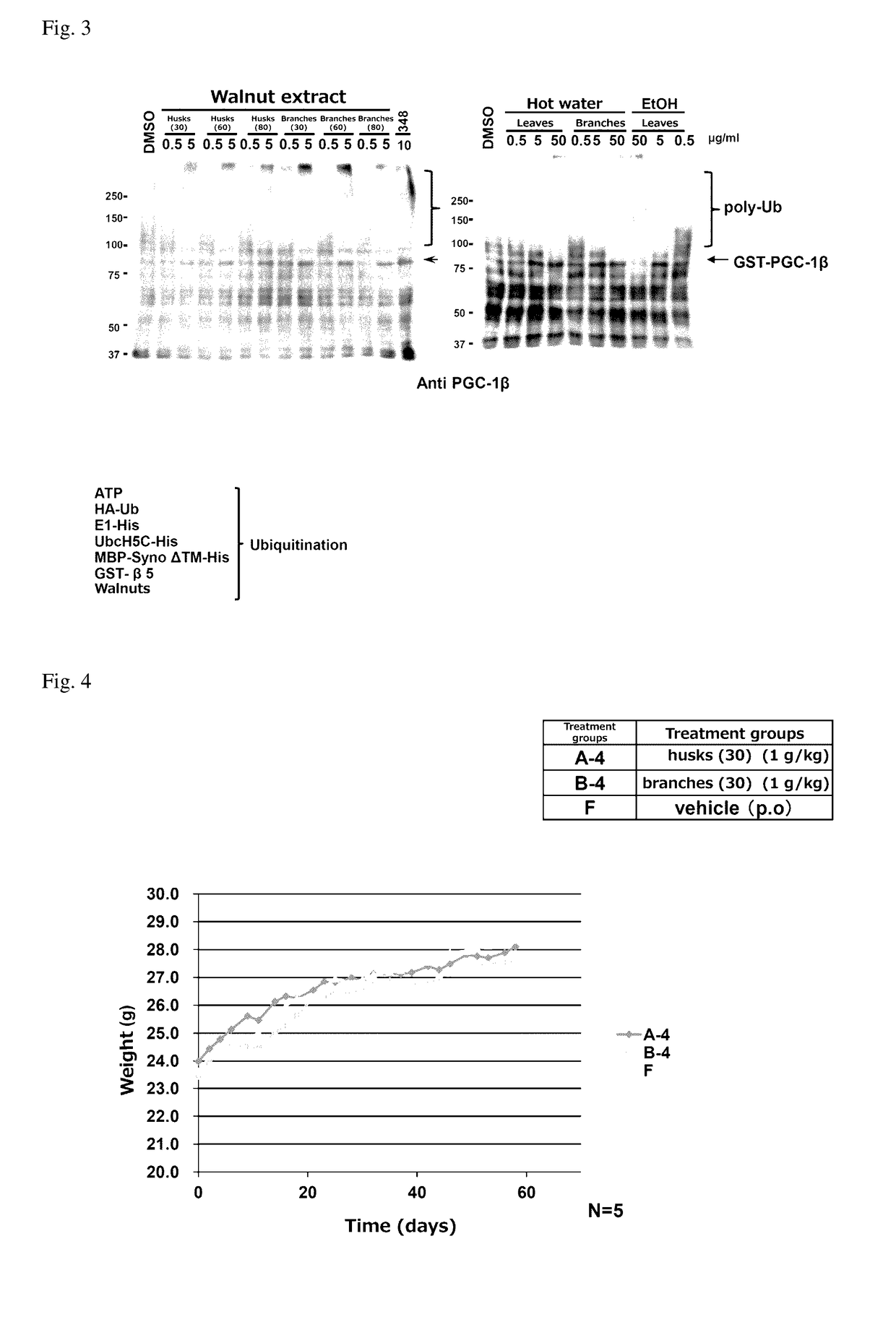 Antiobesity Agent Containing Walnut Extract