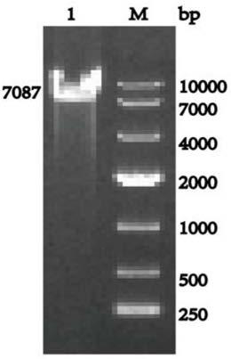 Escherichia coli recombinant strain for heterologous expression of nitrile hydratase and application thereof