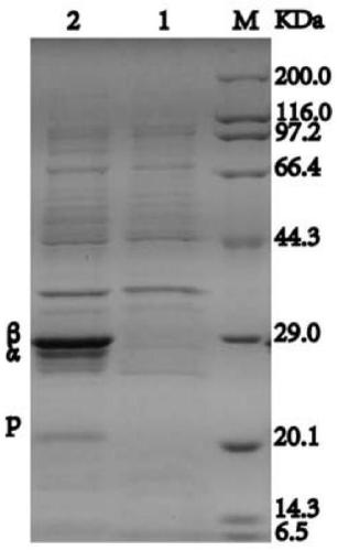 Escherichia coli recombinant strain for heterologous expression of nitrile hydratase and application thereof