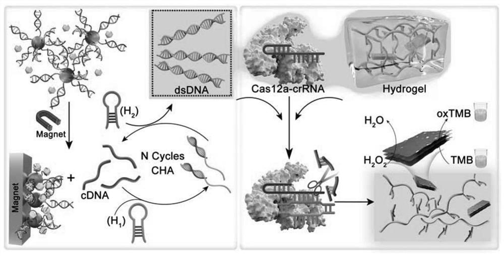 CRISPR-Cas12a-based MOF-DNA hydrogel colorimetric detection kit and method