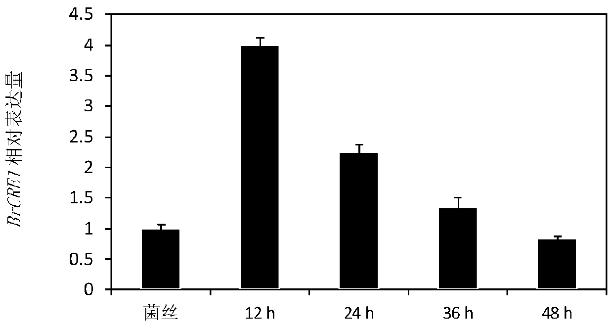 Effector protein from grape canker and its encoding gene and application