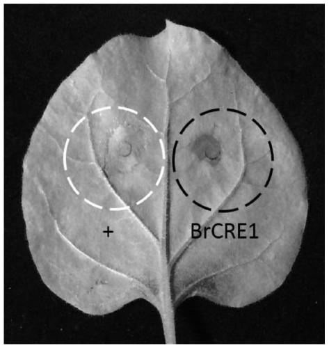 Effector protein from grape canker and its encoding gene and application