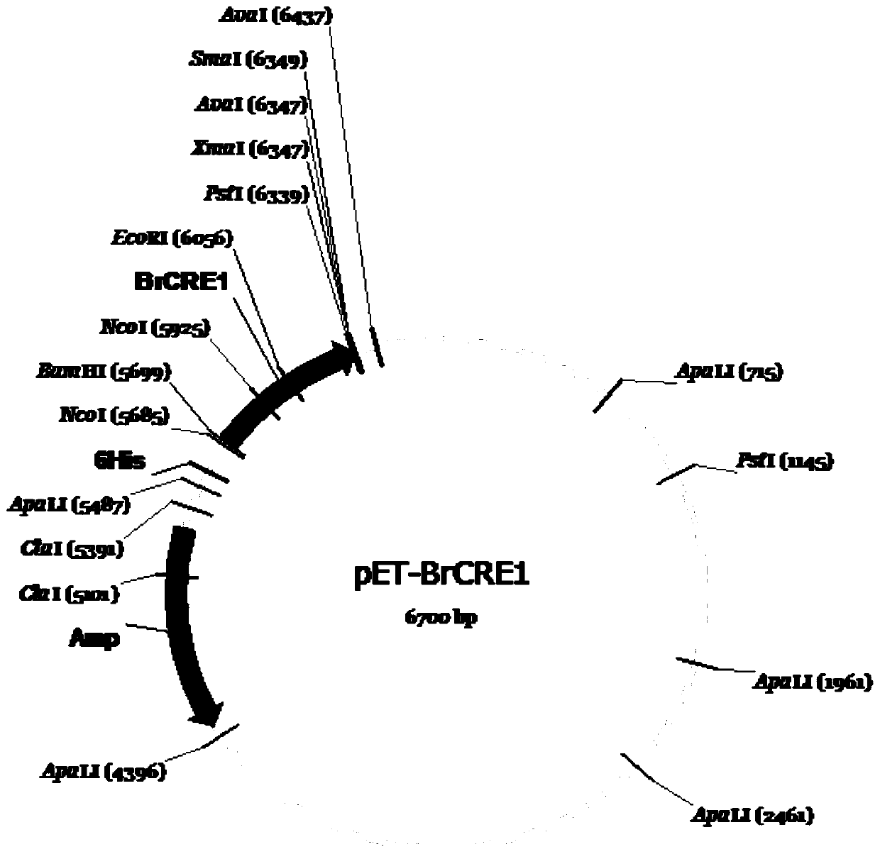 Effector protein from grape canker and its encoding gene and application