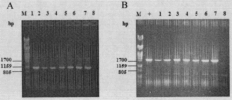 Penicillium decumbens engineered strain containing over-expressed xylanase and application thereof