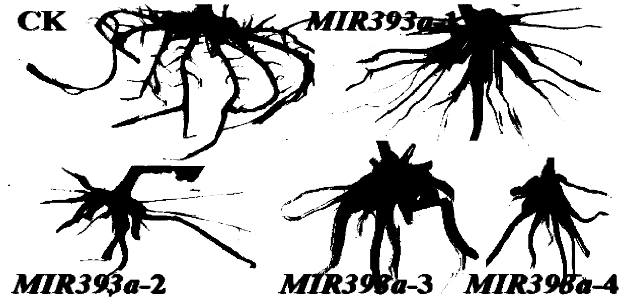 Gene PeMIR393a regulating development of adventitious roots of poplar and its application