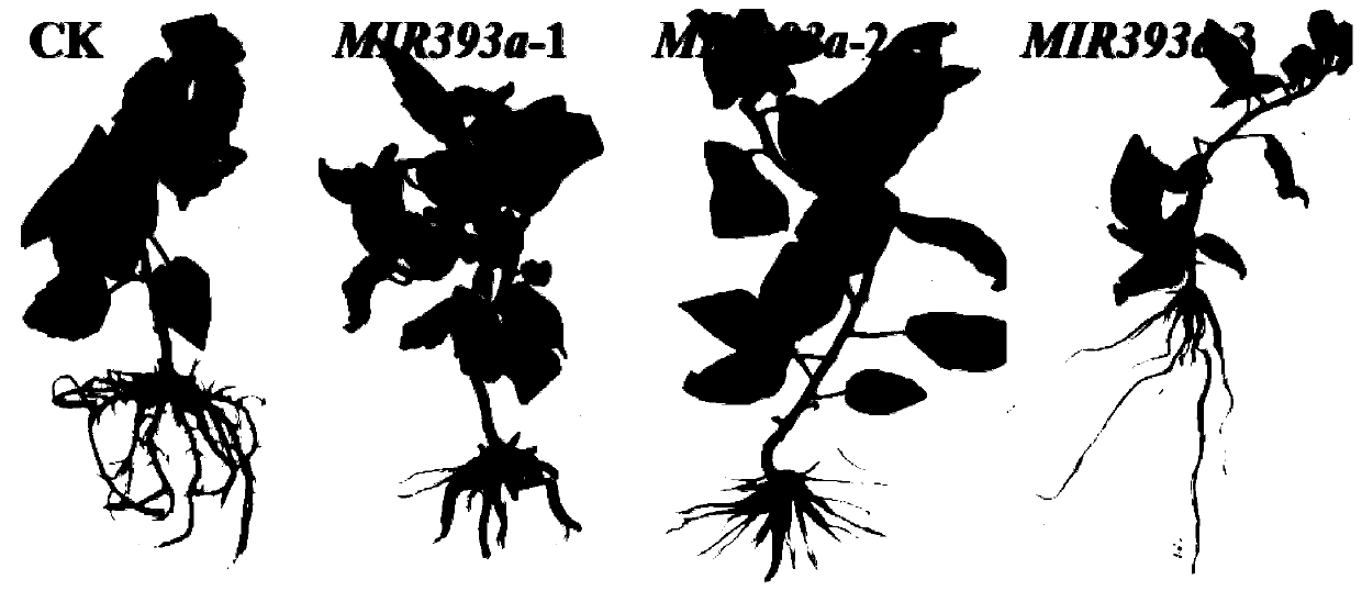 Gene PeMIR393a regulating development of adventitious roots of poplar and its application