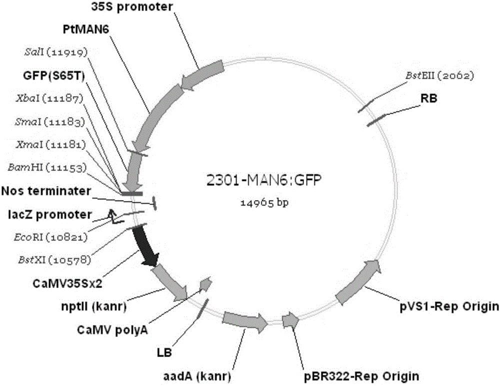 Related gene for regulating and controlling wood development and application thereof