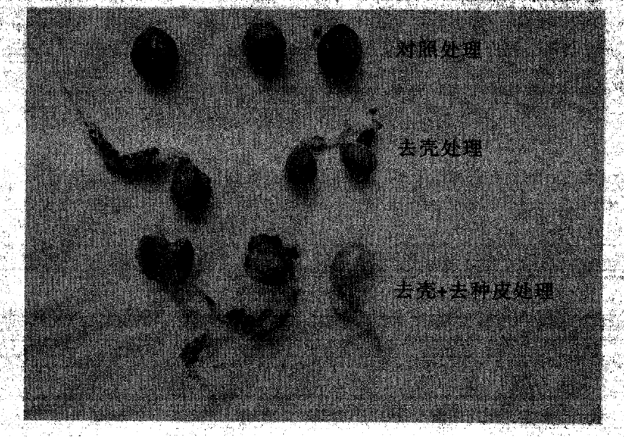 Method for promoting rapid and efficient germination of Chinese cherry seeds