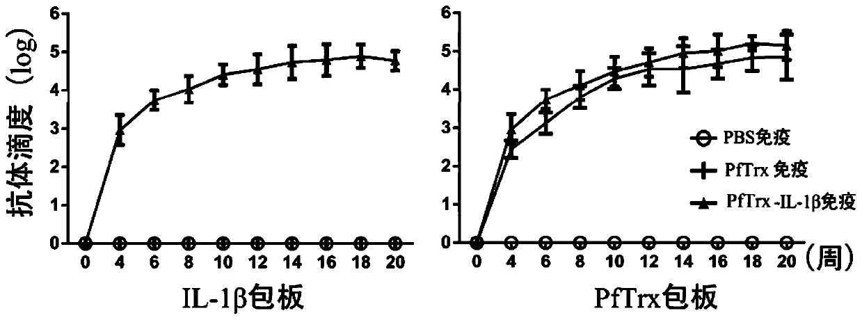 Interleukin-1β recombinant vaccine for the treatment of pulmonary fibrosis and its application