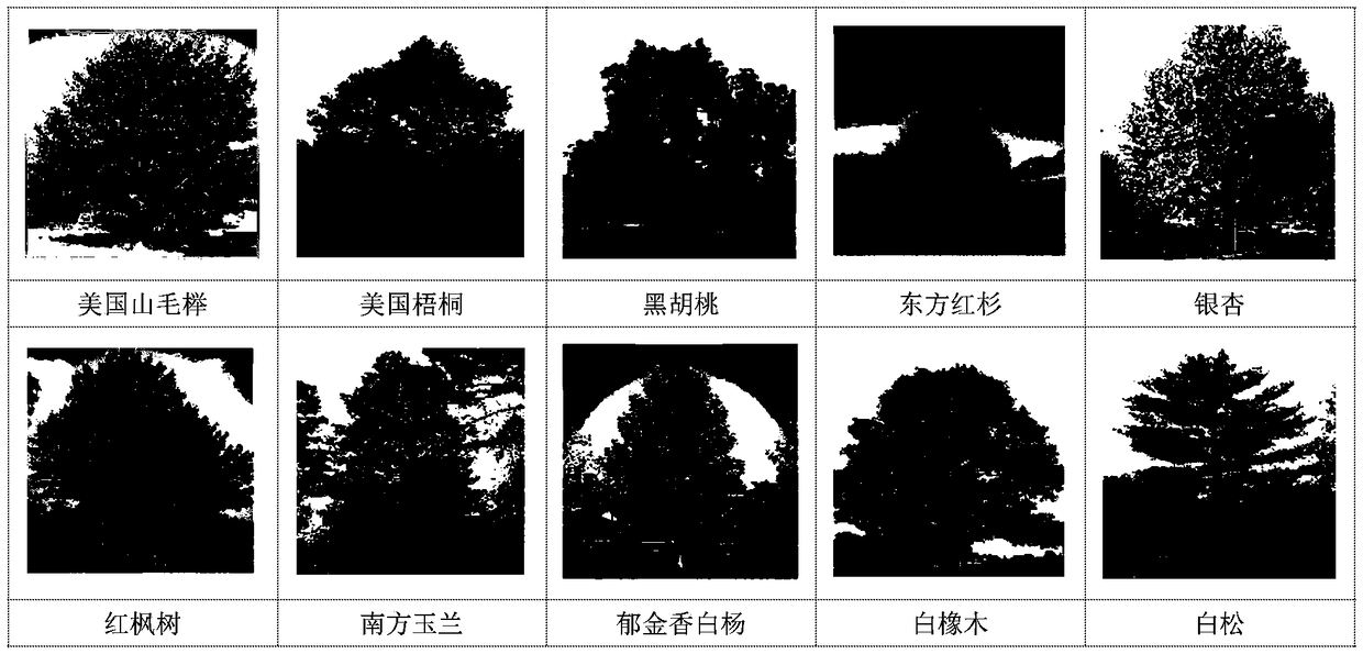 A tree species recognition method based on transfer learning