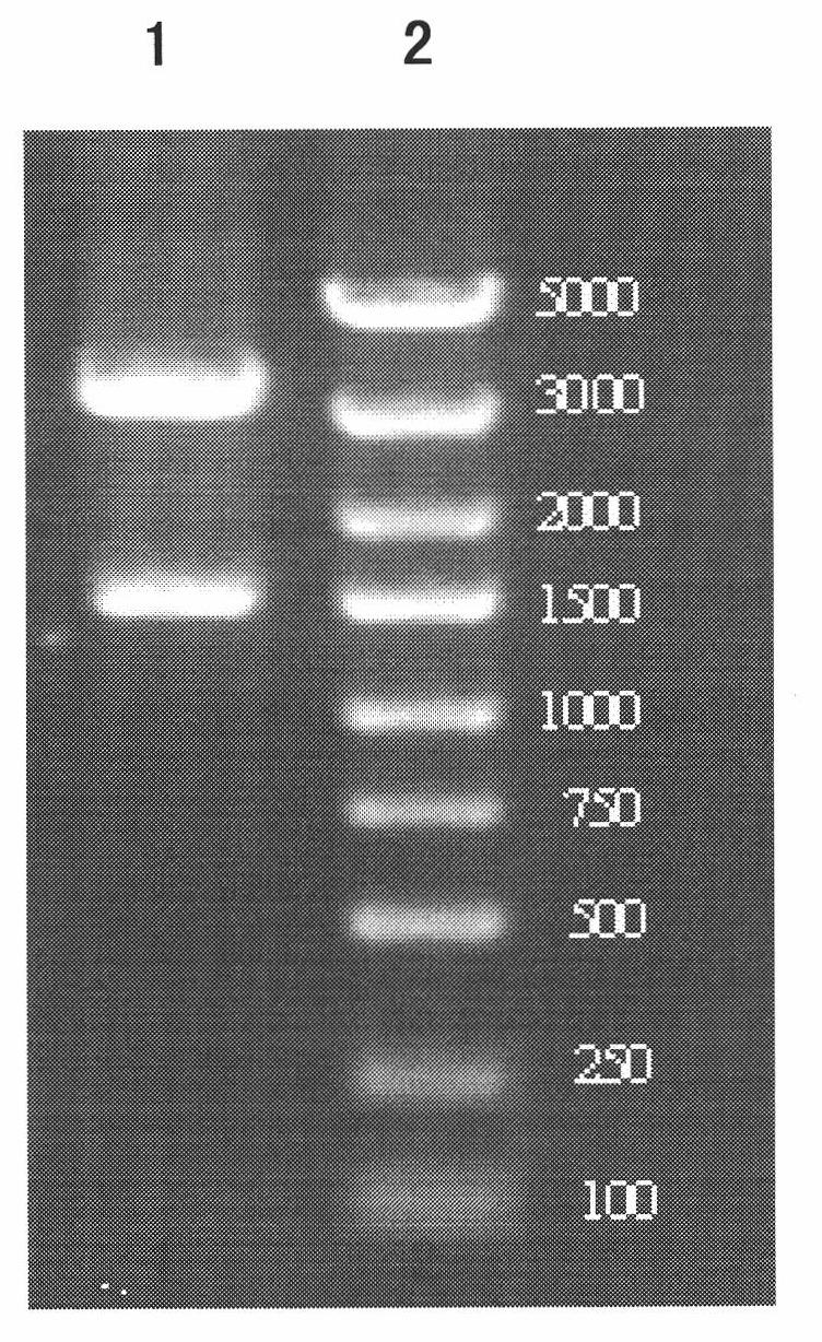 HPV58 L1 gene, vector, strain and expression method