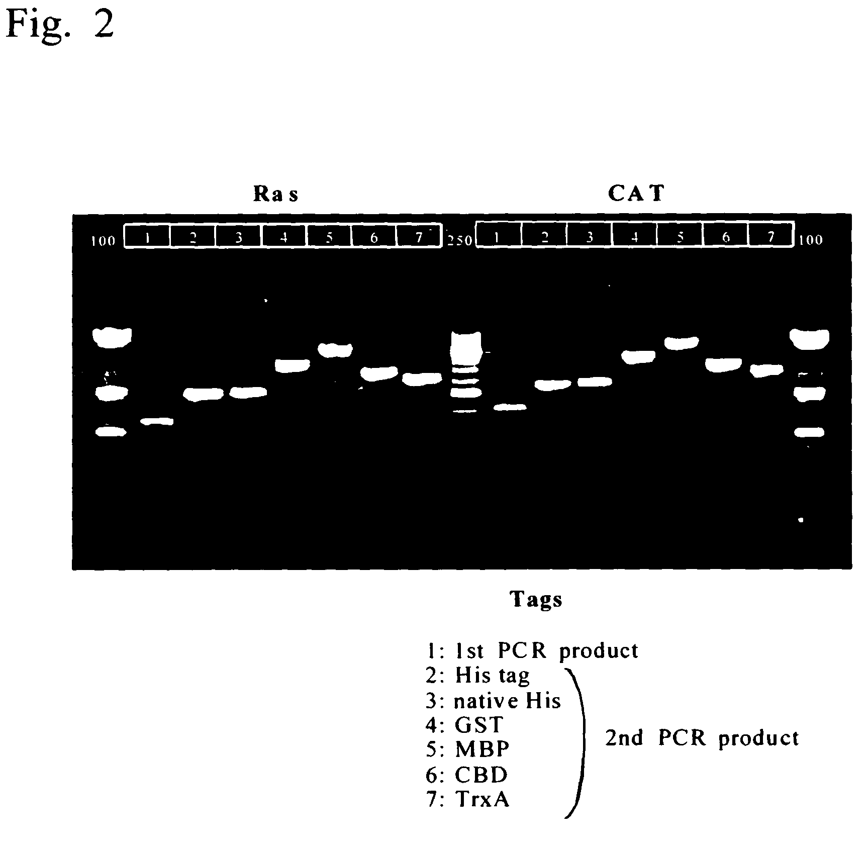 Process for producing template DNA and process for producing protein in cell-free protein synthesis system with the use of the same