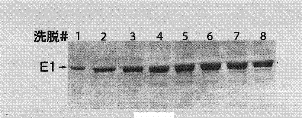 Compound for preventing and treating human papillomavirus infection disease and screening method of compound