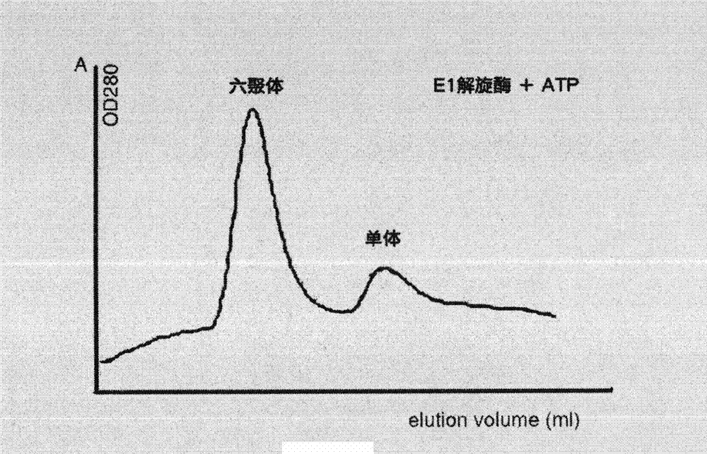Compound for preventing and treating human papillomavirus infection disease and screening method of compound