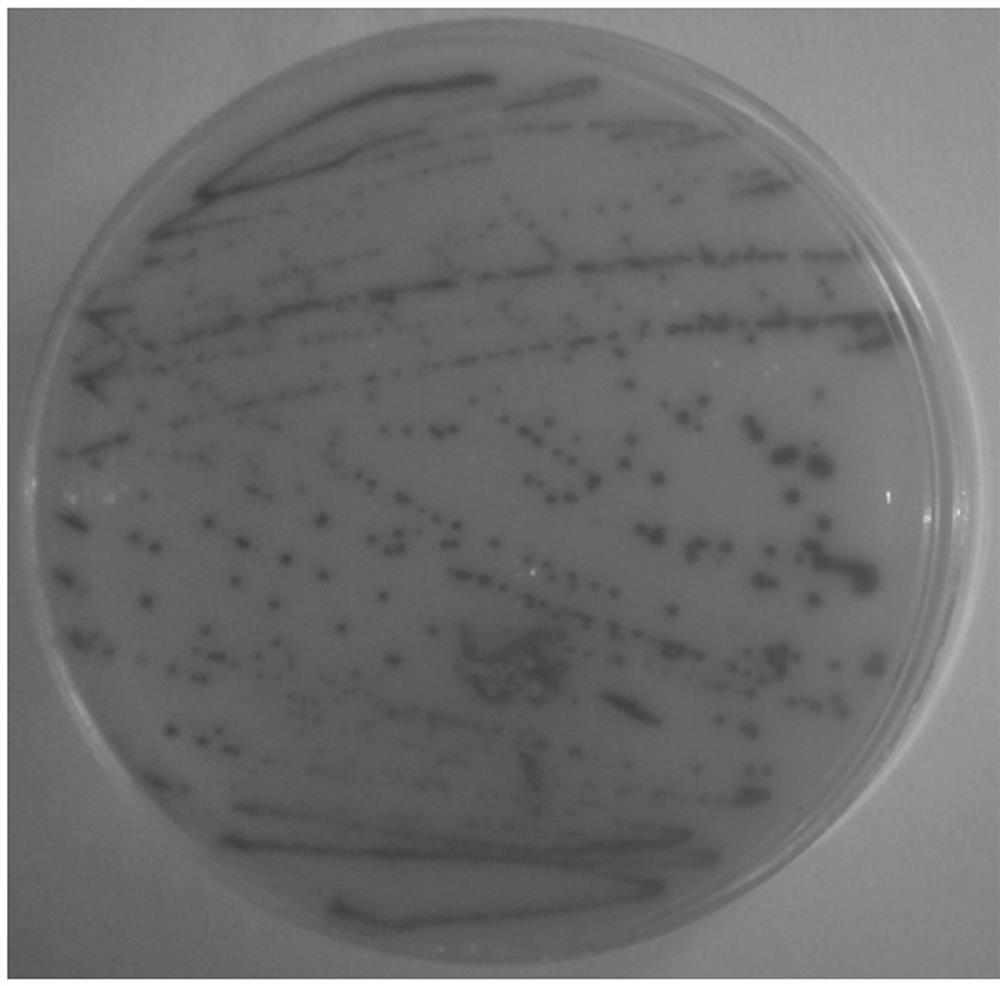 Peanut bacterial wilt resistance grading identification method and application thereof