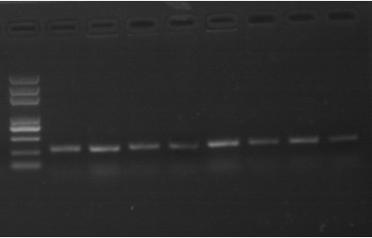 Peanut bacterial wilt resistance grading identification method and application thereof