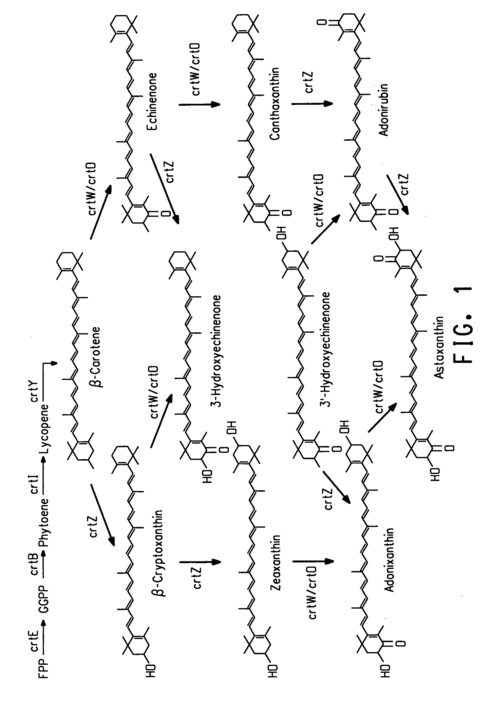 Bacterial hemoglobin genes and their use to increase carotenoid production