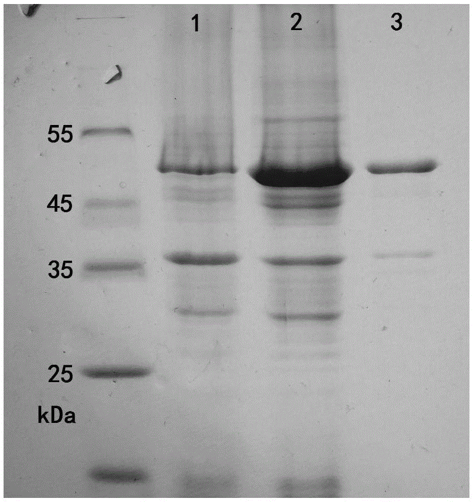 Bacillus subtilis gene engineering strain, construction method thereof and application in lactulose production