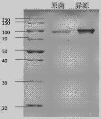 Collagenase producing strain as well as collagenase gene sequence and application thereof