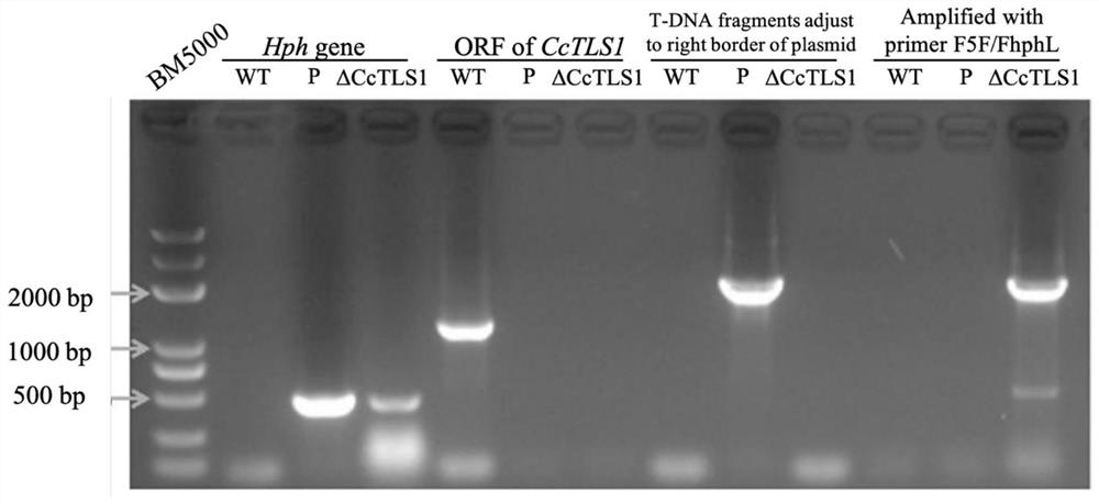 Corynespora cassicola CcTLS1 protein, coding gene and application thereof