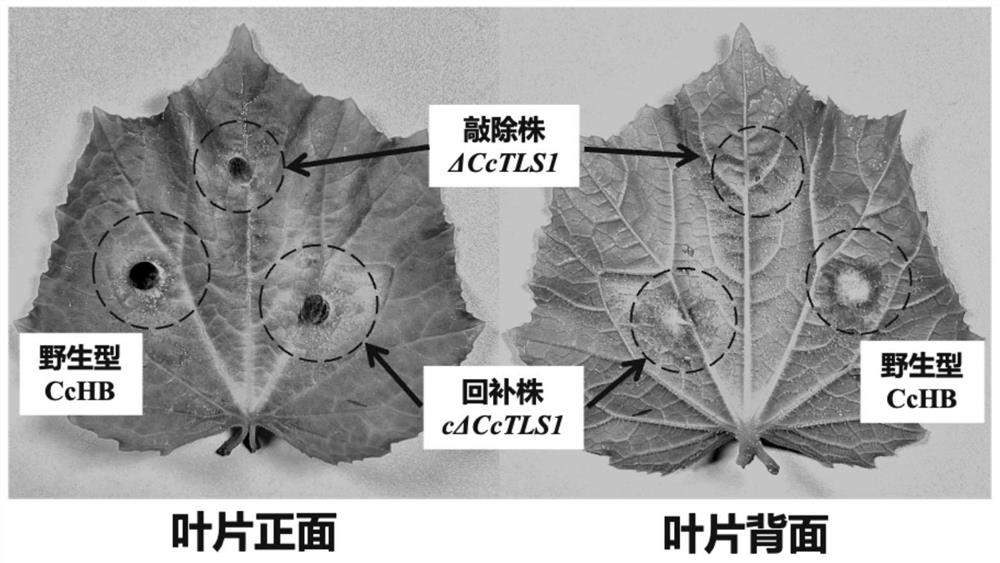 Corynespora cassicola CcTLS1 protein, coding gene and application thereof