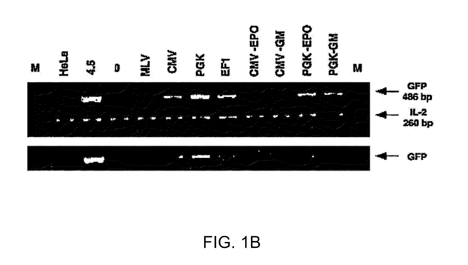 Methods and compositions relating to improved lentiviral vectors and their applications