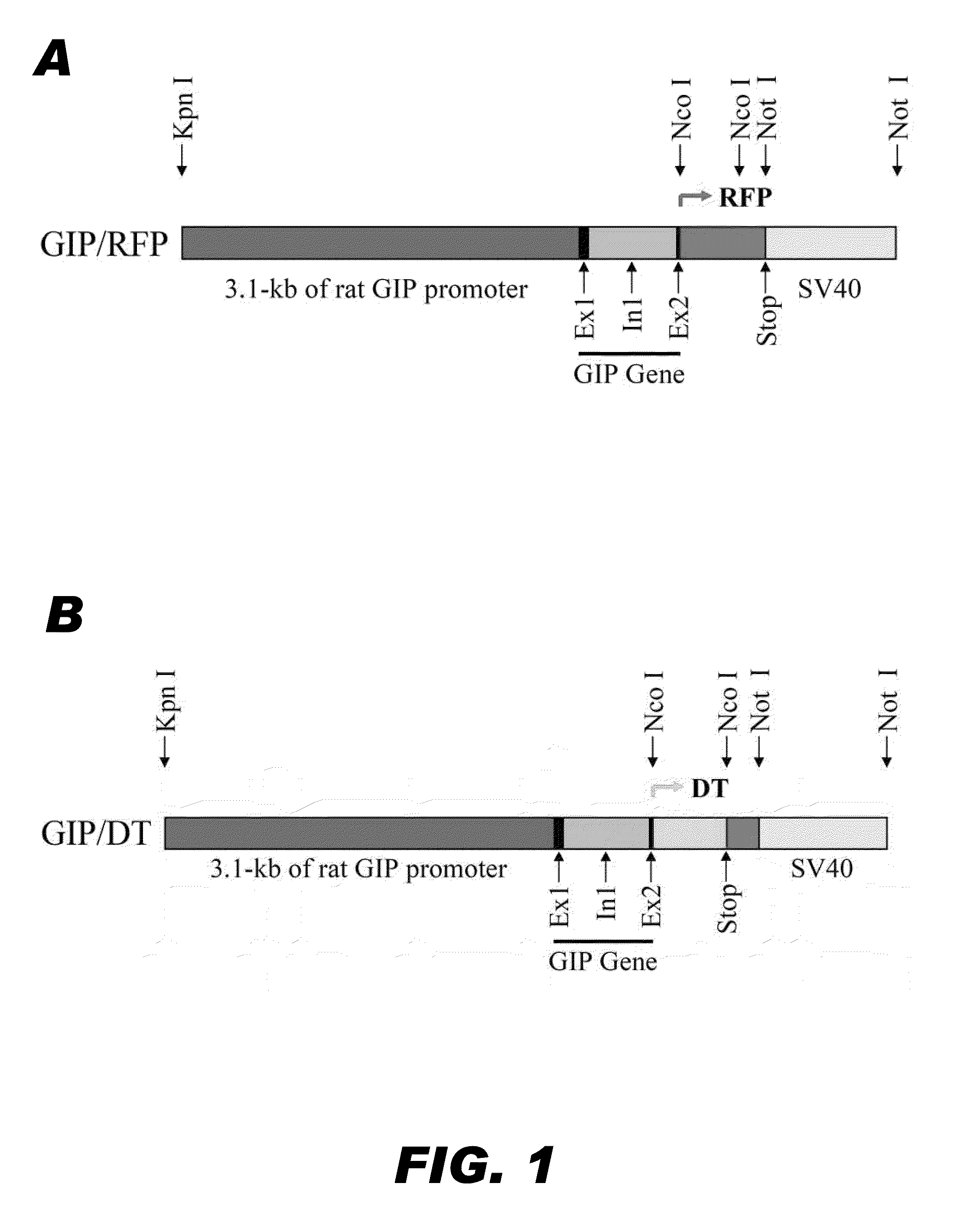 Methods and compositions for modulating insulin regulation