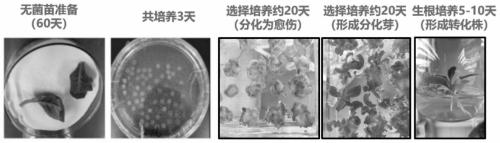 Culture medium and method for improving genetic transformation efficiency of tobacco Honghuadajinyuan