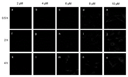 Lysosome targeted fluorescent probe and preparation method and application thereof