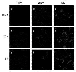 Lysosome targeted fluorescent probe and preparation method and application thereof