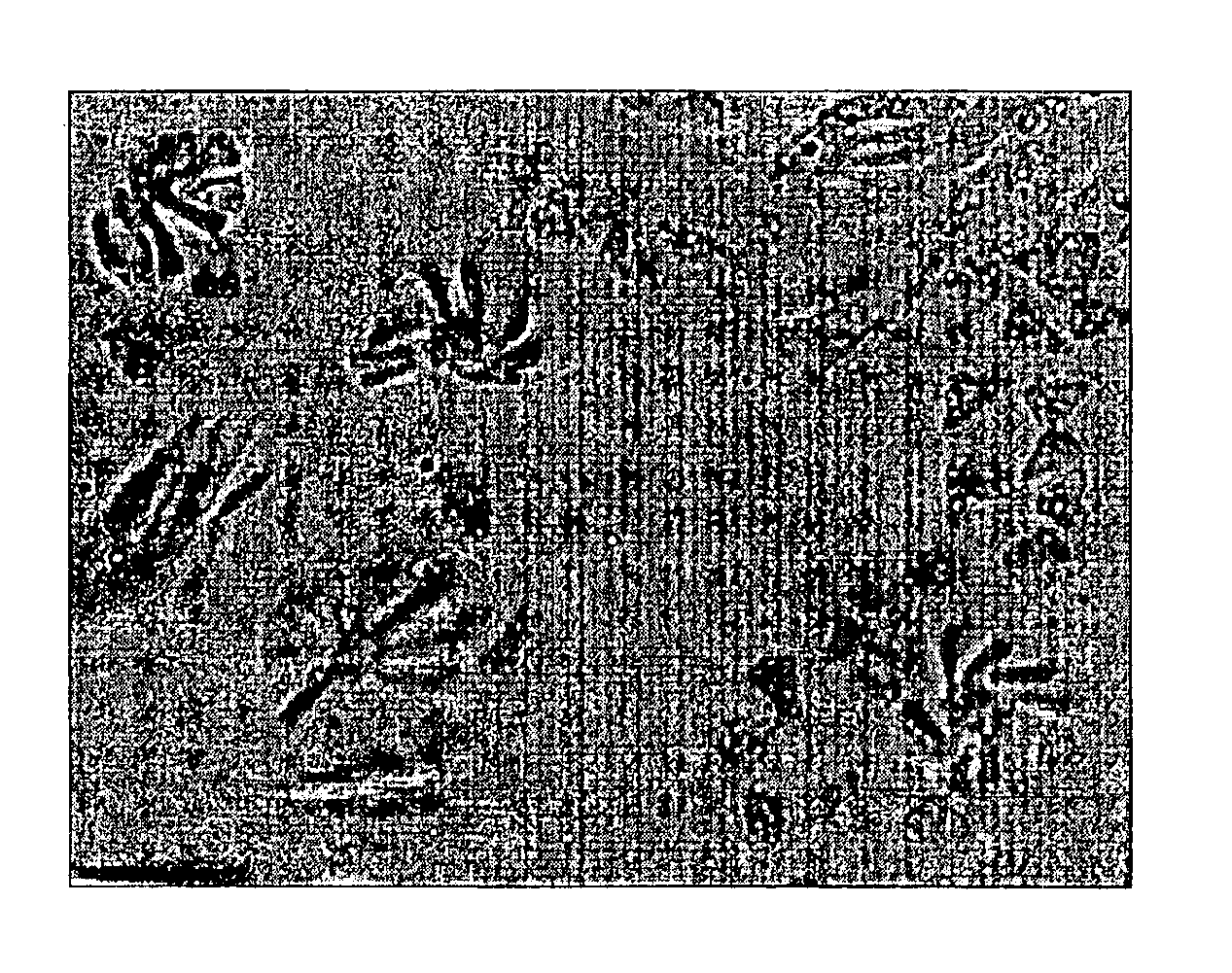 Process for enhancing the absorbency of a fabric having conjugate yarns