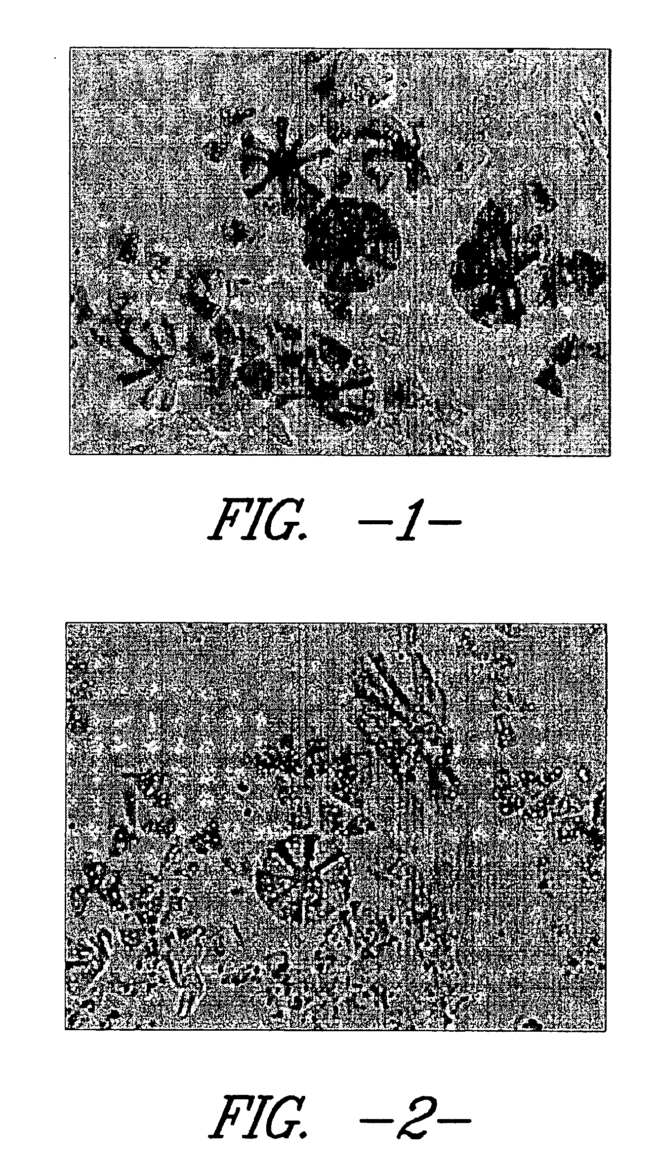 Process for enhancing the absorbency of a fabric having conjugate yarns