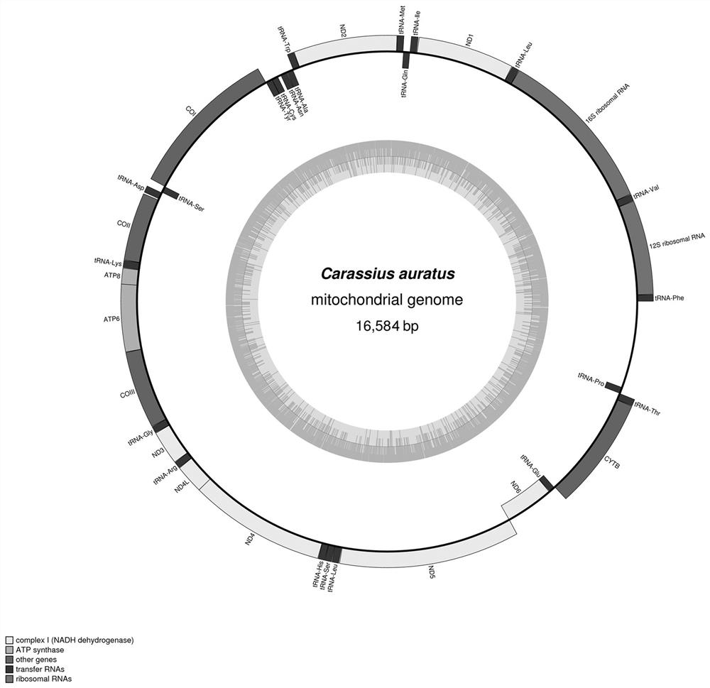 Primers and amplification method for complete sequence amplification of mitochondrial genome of Cyprinidae