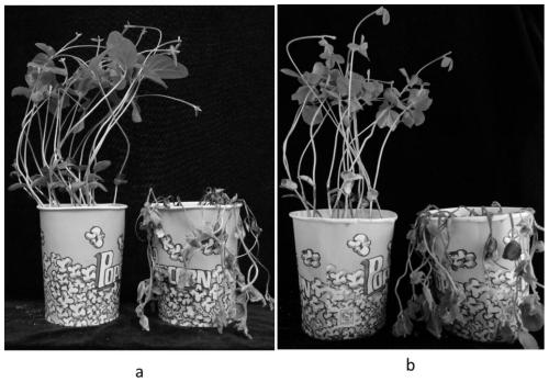 Molecular marker caps1516 tightly linked to soybean blight resistance gene and its application