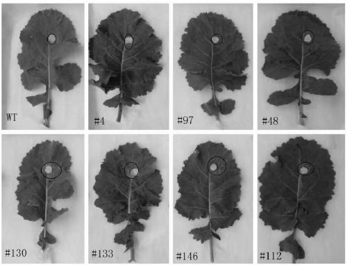 Brassica napus gene BnTNLR1, and application thereof in resisting sclerotinia sclerotiorum