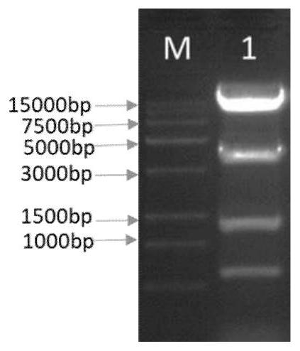 Recombinant plasmid, recombinant gene VII type Newcastle disease virus and culture method thereof