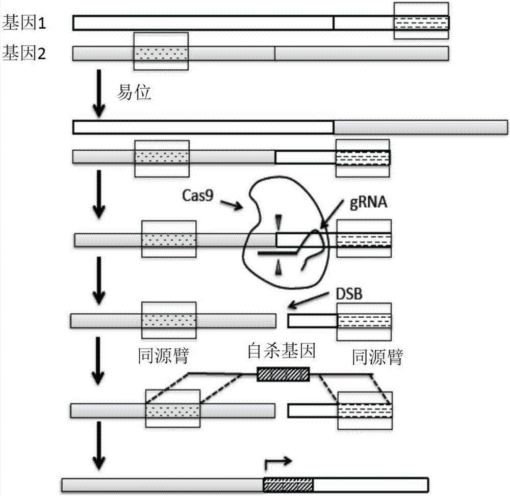 Methods and compositions for selectively eliminating cells of interest