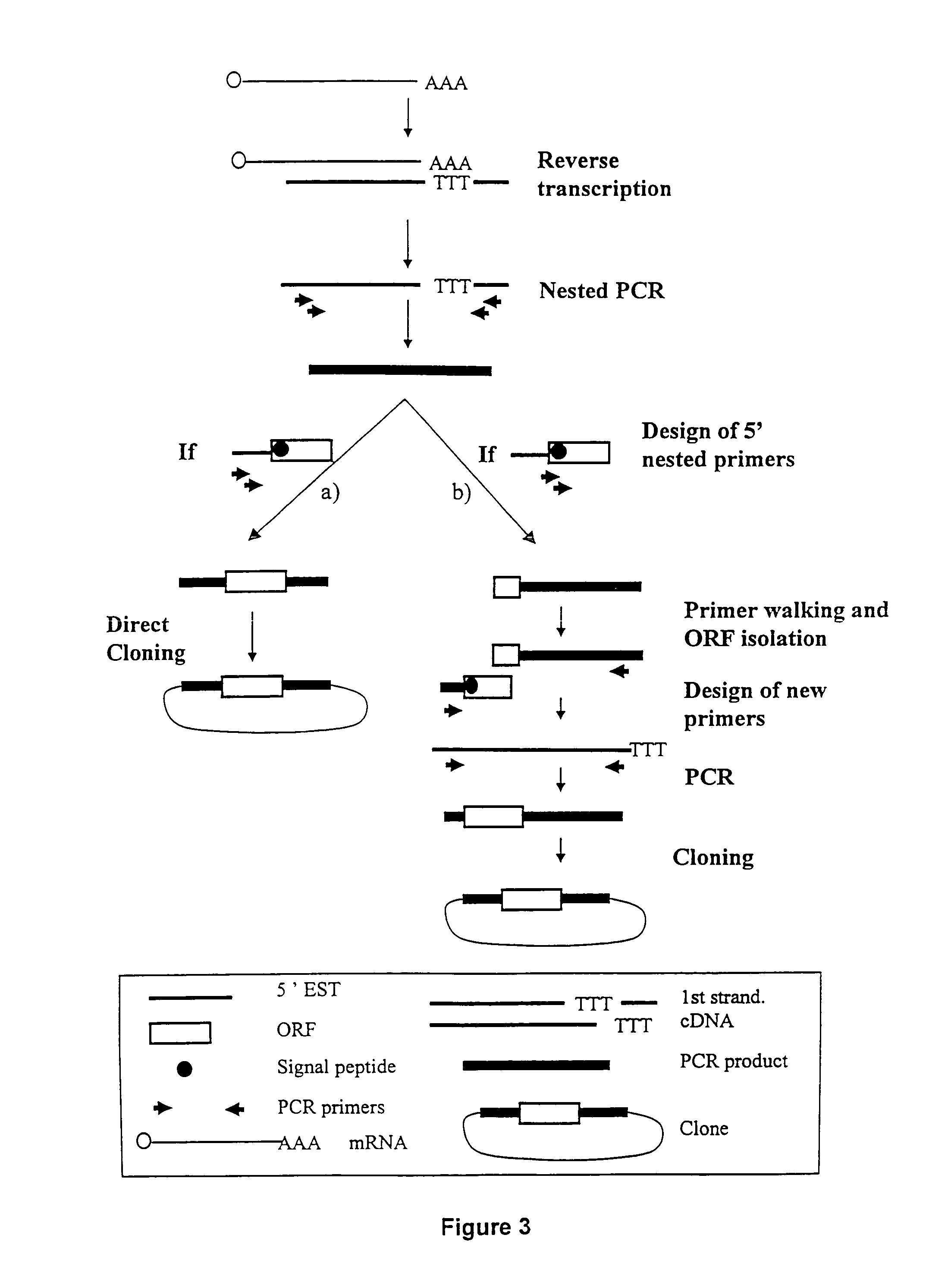 ESTs and encoded human proteins
