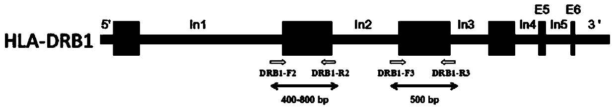 A primer set, kit and method for high-resolution typing of hla-drb1 gene