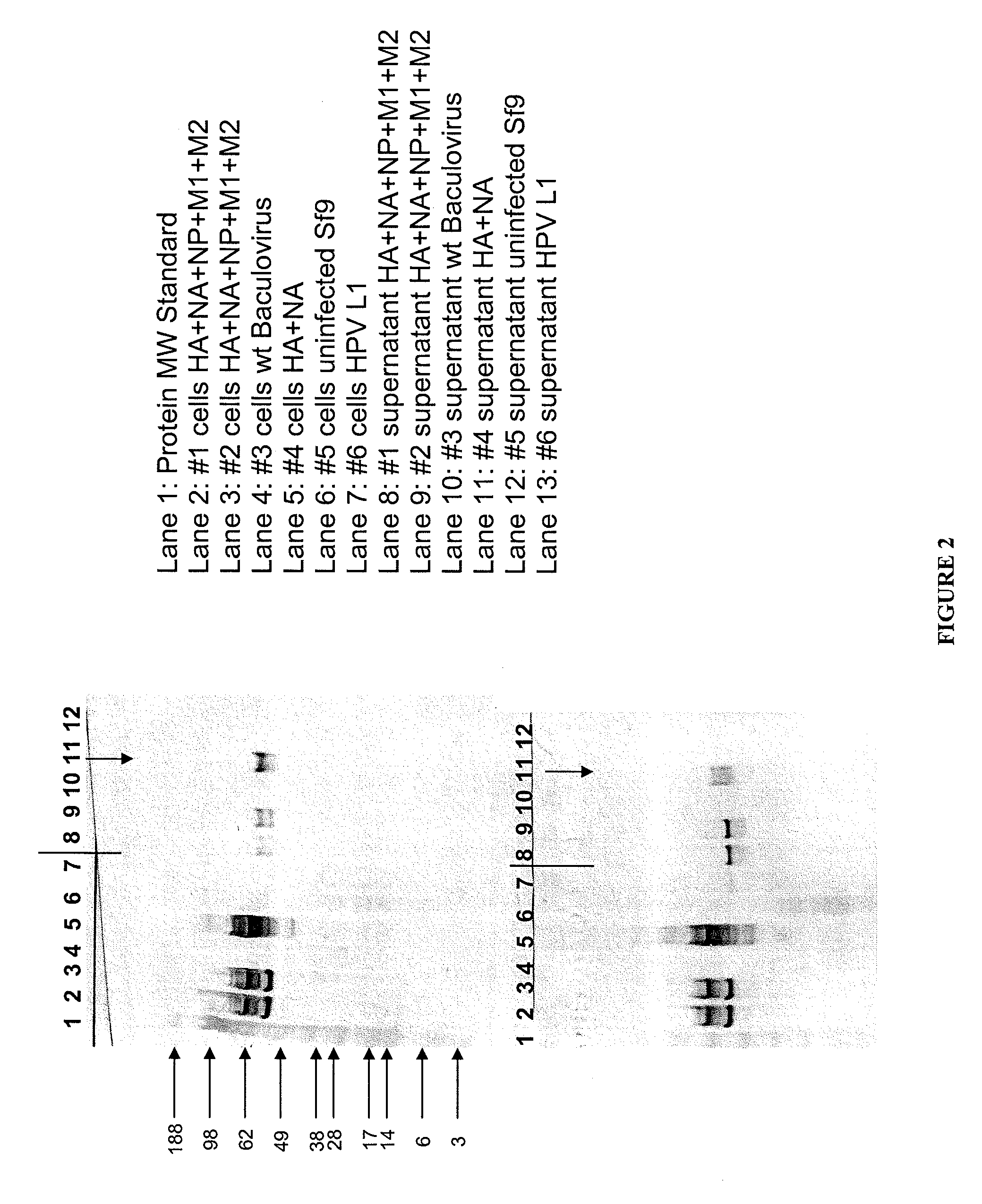 VLPs derived from cells that do not express a viral matrix or core protein