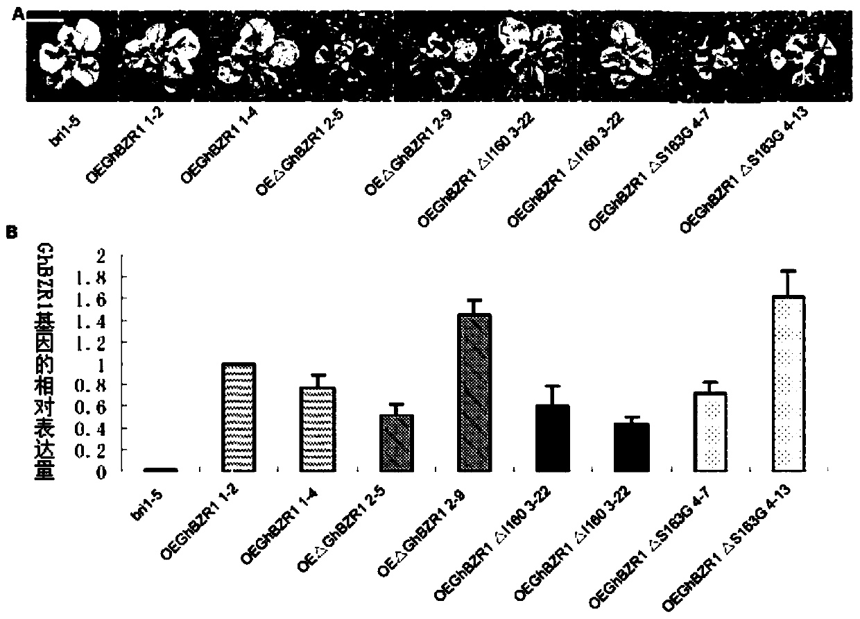 Application of protein and its coding gene in regulating plant resistance to Verticillium wilt