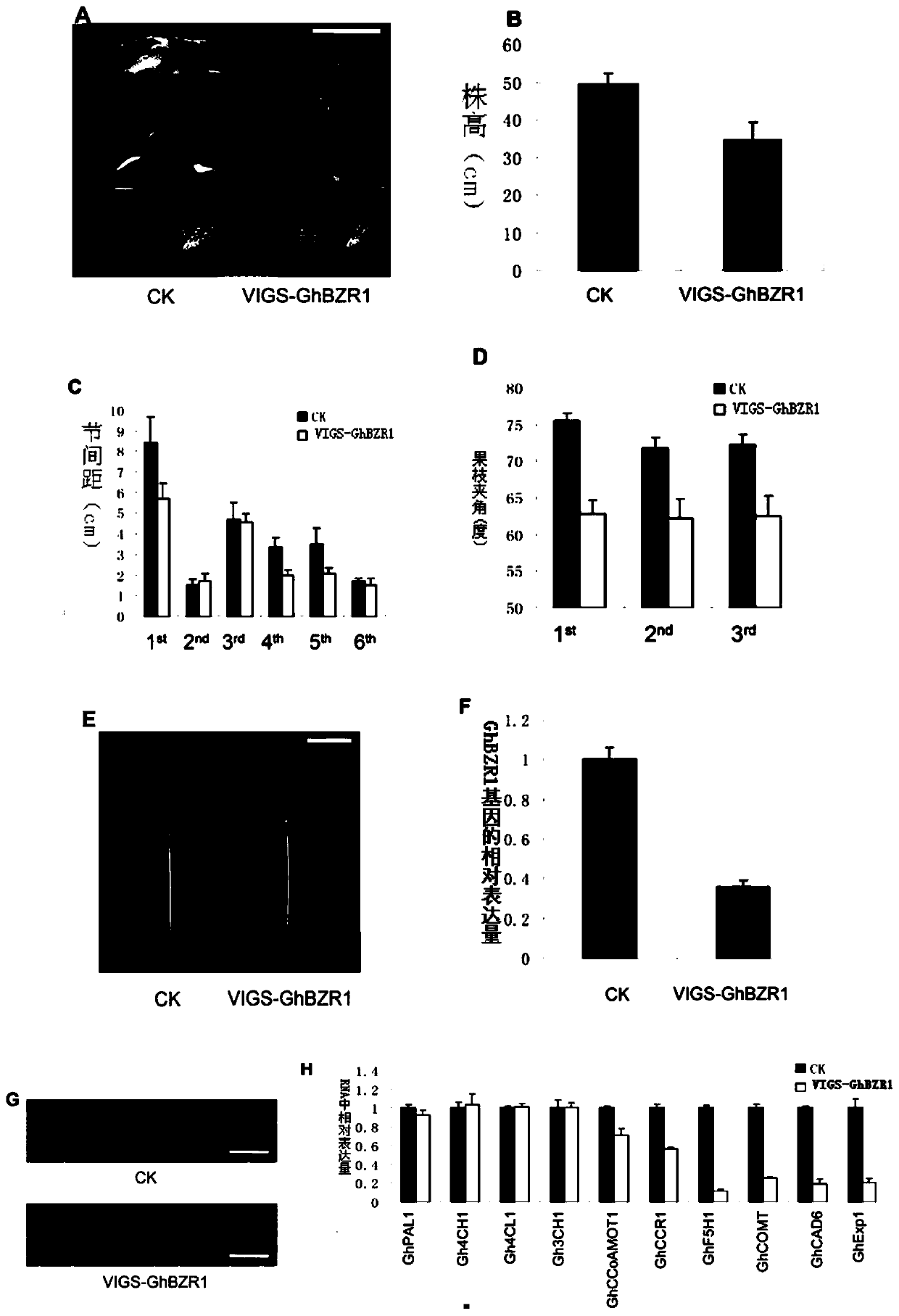 Application of protein and its coding gene in regulating plant resistance to Verticillium wilt