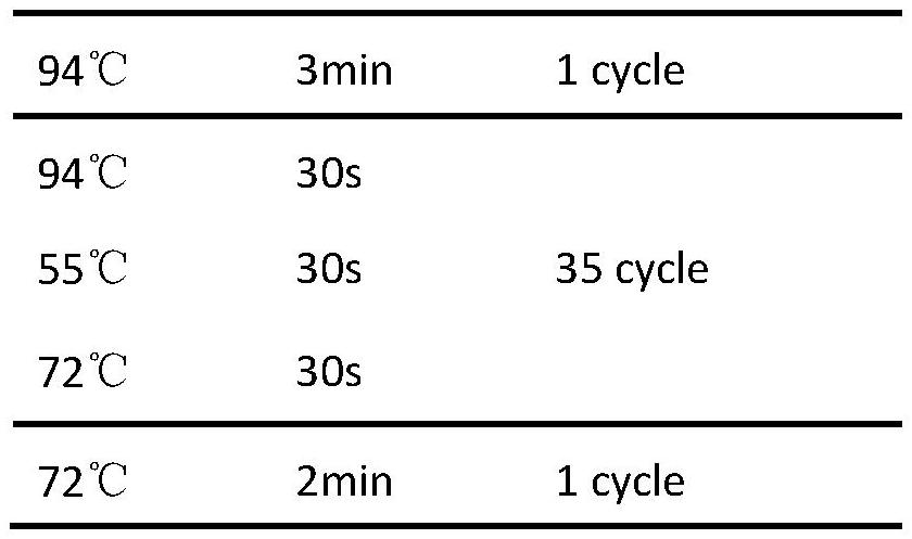 A molecular marker related to pig inguinal scrotal hernia and its application