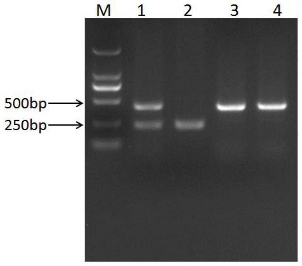 A molecular marker related to pig inguinal scrotal hernia and its application